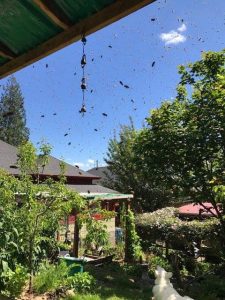 Read more about the article Drumming the Bees